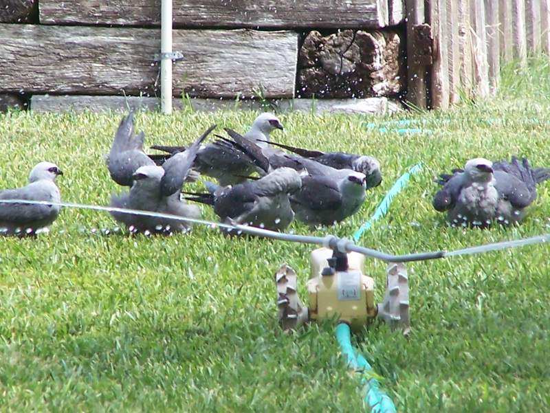 Mississippi kites bathing
