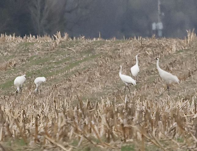 five whooping cranes