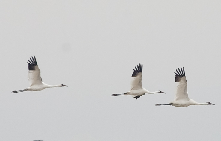 three whooping cranes